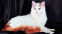 Turkish Van