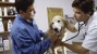 Happy dog at vet's