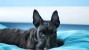 Sad Scottish Terrier