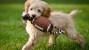 Dog with Football