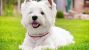 West Highland White Terrier