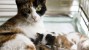 What to Expect When Your Cat is Pregnant