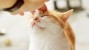 What Vaccines does My Adult Cat Need?