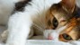 What is Bothering Your Cat? It Could Be Feline Allergies