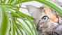 Why Do Cats Eat Plants, and Should I Be Worried?