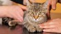 Why Does My Veterinarian Want to Test My Indoor Cat for FIV?