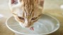 Why is My Cat Drinking so Much?