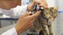 Why Your Cat Needs Regular Checkups