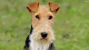 Wire Fox Terrier