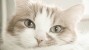 Your Cat's Heart: Feline Heart Disease