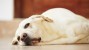 The top 10 signs your dog may be sick (and what you can do about it)