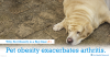 5 Reasons Why Pet Obesity is a Big Deal 