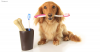 Don't forget dental care