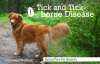 Spring-Time Pet Hazards #1