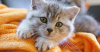 10 Assumptions That May Hurt Your Cat