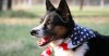 10 Pet Prep Tips for Memorial Day Weekend