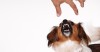10 Questions to Help You Avoid Dog Bites
