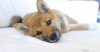 Dog Laying Down