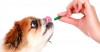 10 Tips for Managing Your Senior Dog’s Medications