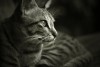 Pet Trusts and Pet Wills