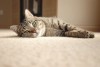 Why You Should Spay or Neuter Your Cat