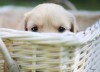 Dog in Basket