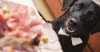 Dog looking at food