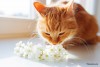 cat sniffing flowers might sneeze