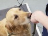 7 Reasons Why Dog Obesity is Dangerous