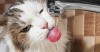 7 Ways to Encourage Your Cat to Drink More Water