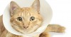 Cat wearing a cone 