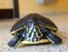 Reptiles: Part 2