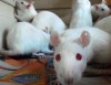 exotic pets