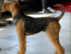 airedale terrier
