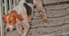 The American English Coonhound