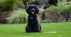 American Water Spaniel