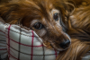 senior golden retriever relaxing after surgery