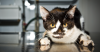Aortic Thromboembolism in Cats