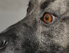 Are Dogs Really Colorblind?