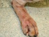 A Quick Guide To Allergic Reactions in Dogs 