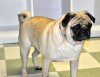 pugs