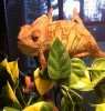 exotic pet