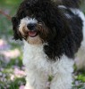 The Havanese