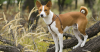Basenjis
