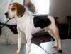 Beagle Dog