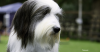 Bearded Collie