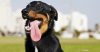 Beauceron