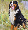 Bernese Mountain Dog