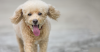 10 Questions to Ask Your Veterinarian about Gastric Dilatation-Vulvulus: Bloat
