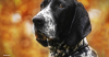 The Bluetick Coonhound